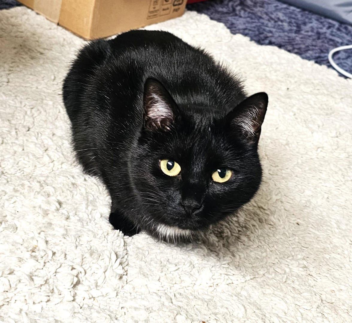 Cat 7