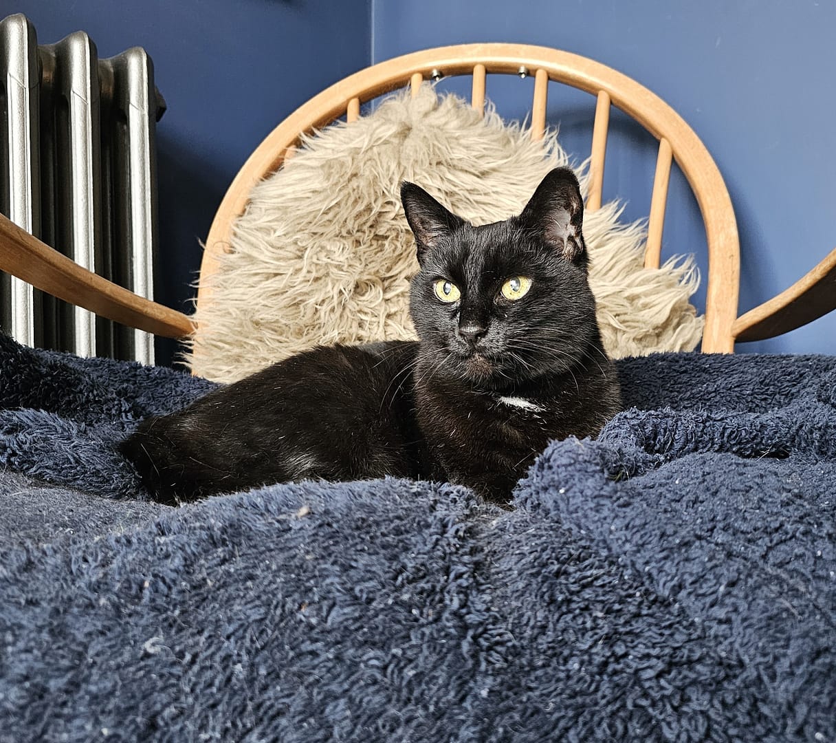 Cat 2