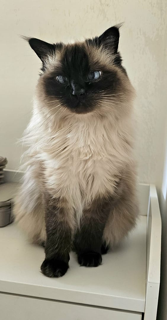 Cat 14
