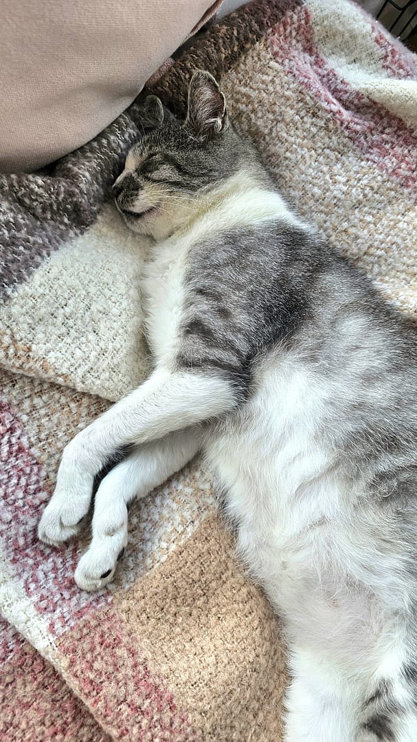 Cat 3