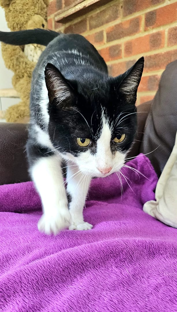 3 legged cat