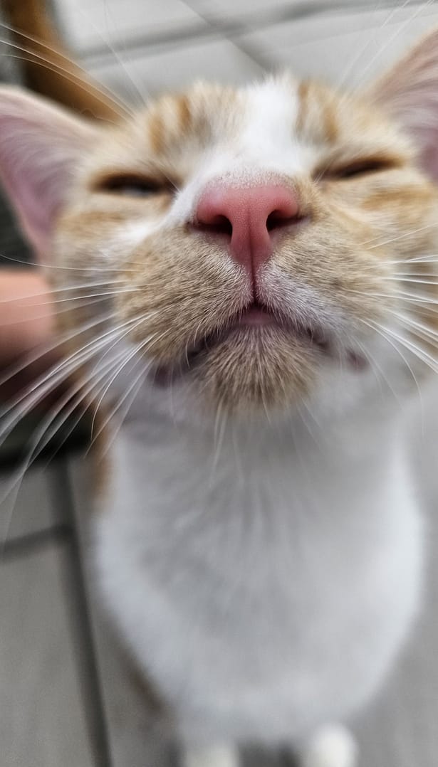 Cat 9