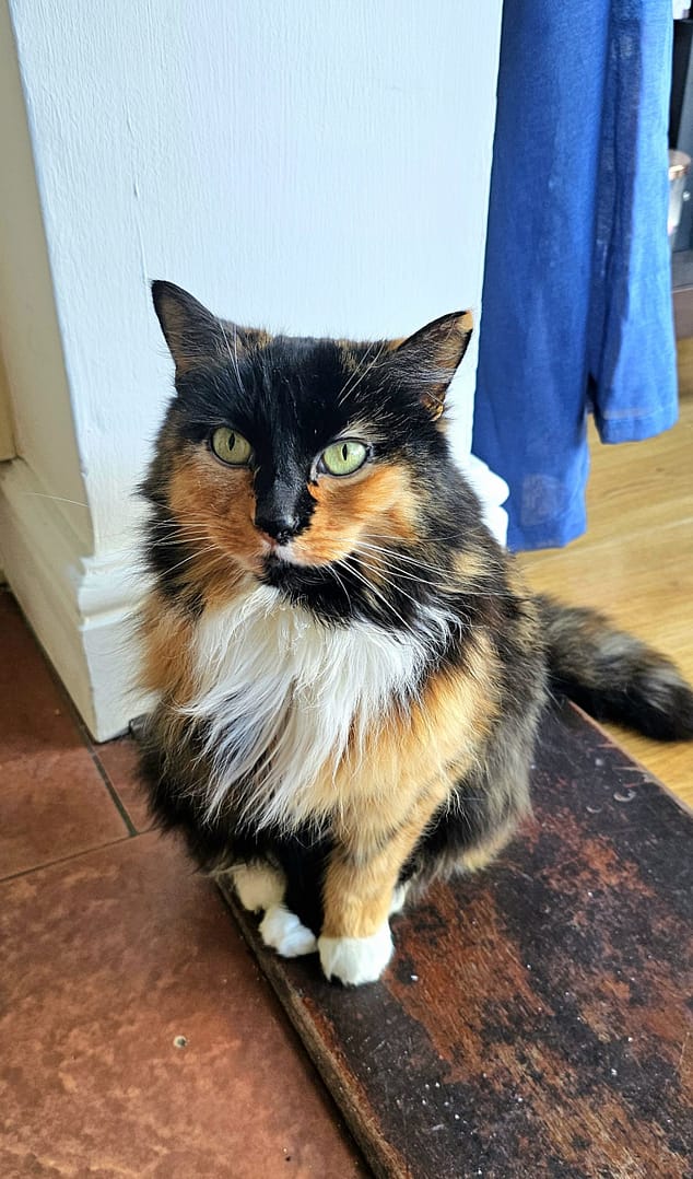 Cat 5