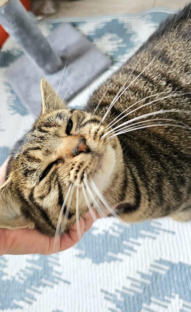 Tabby cat