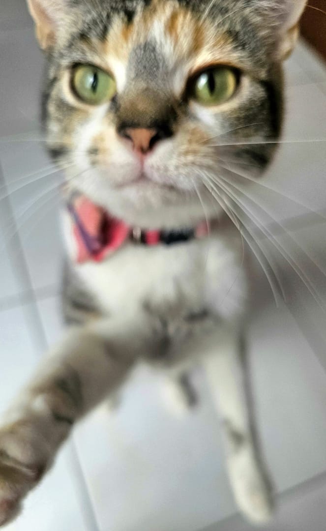 Cat 11