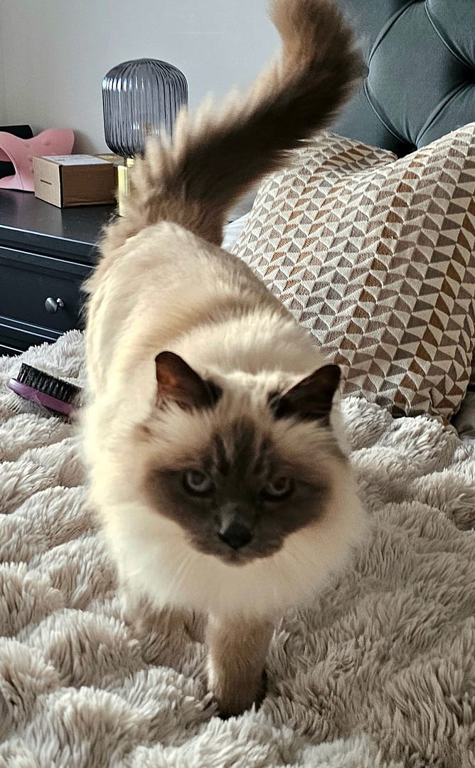 Cat 8