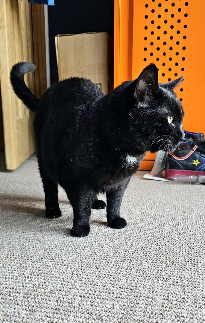 Cat 4