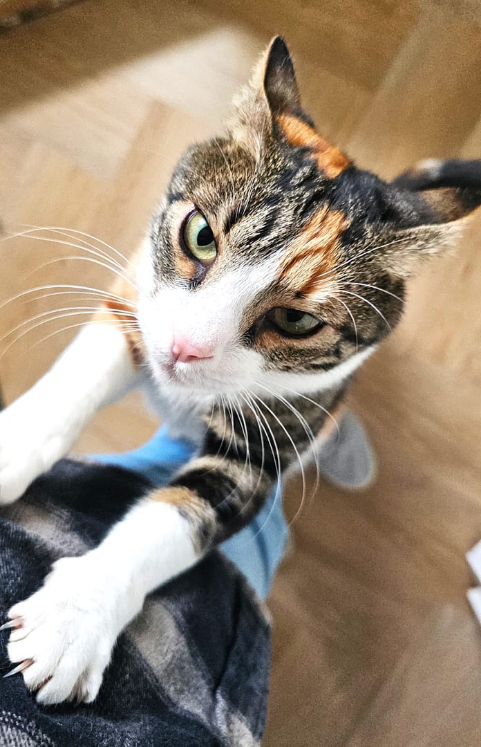 Cat 12