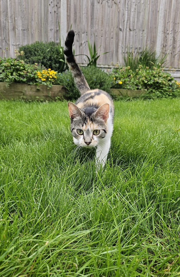 Cat 1