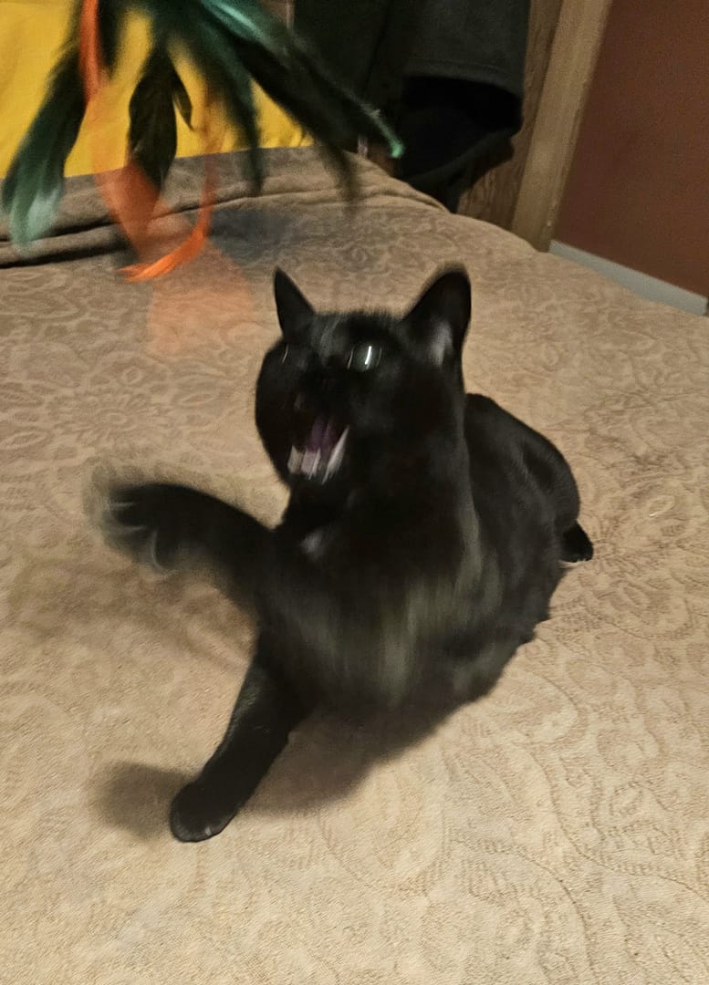 Cat 10