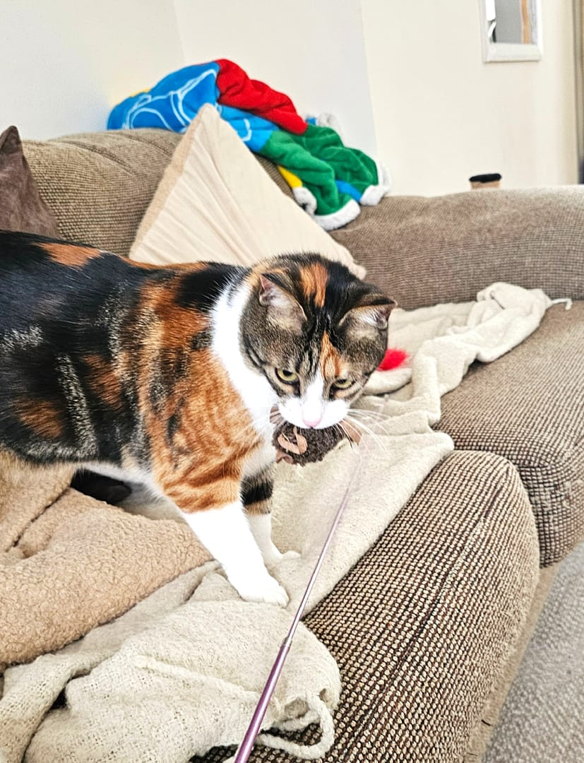 Cat 6
