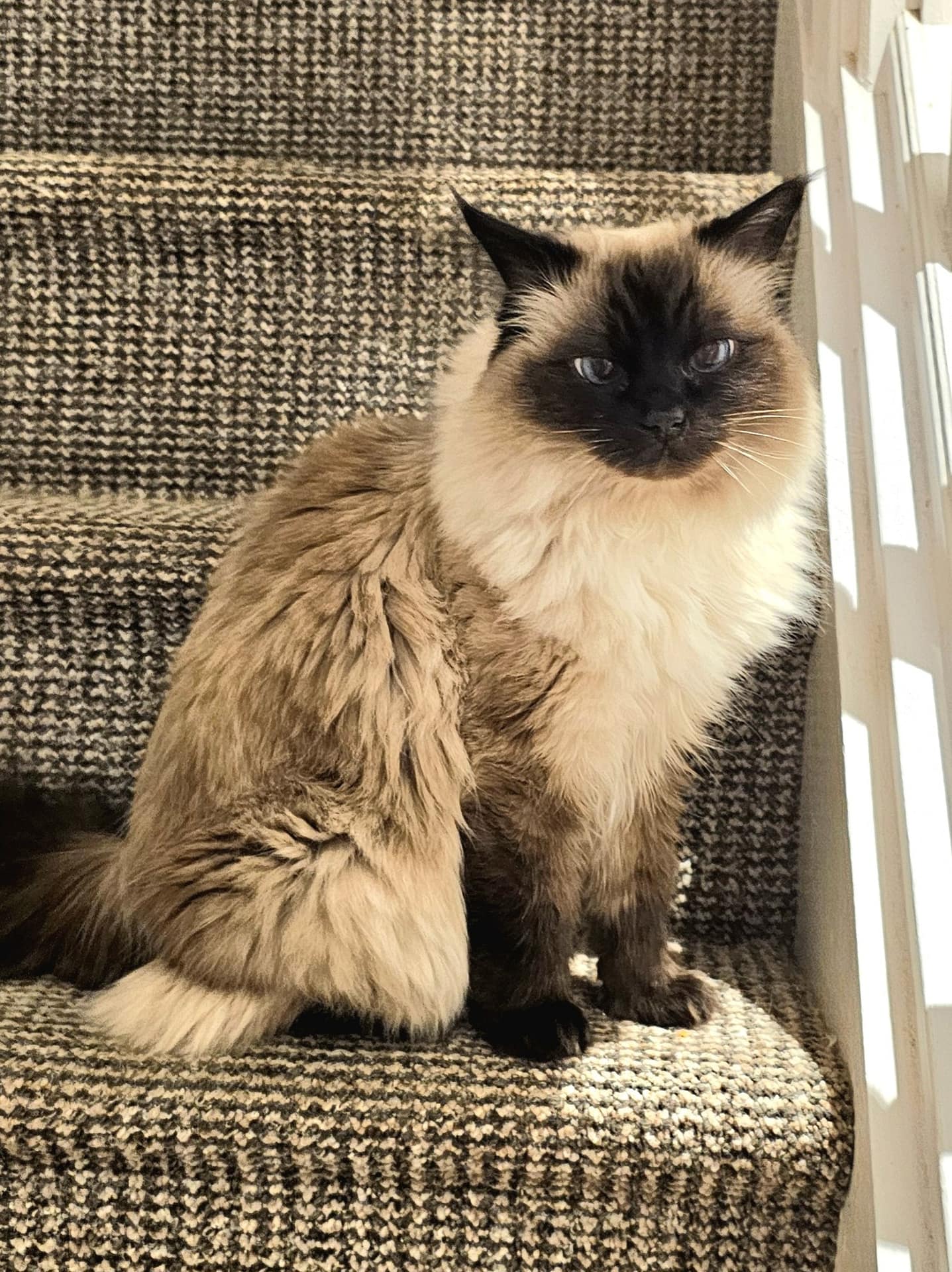 Amber