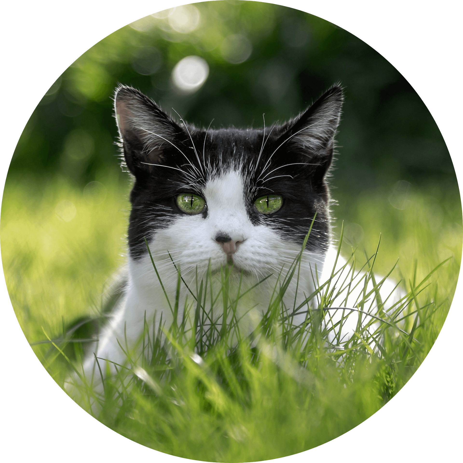 wp8408620-cat-4k-wallpapers-modified